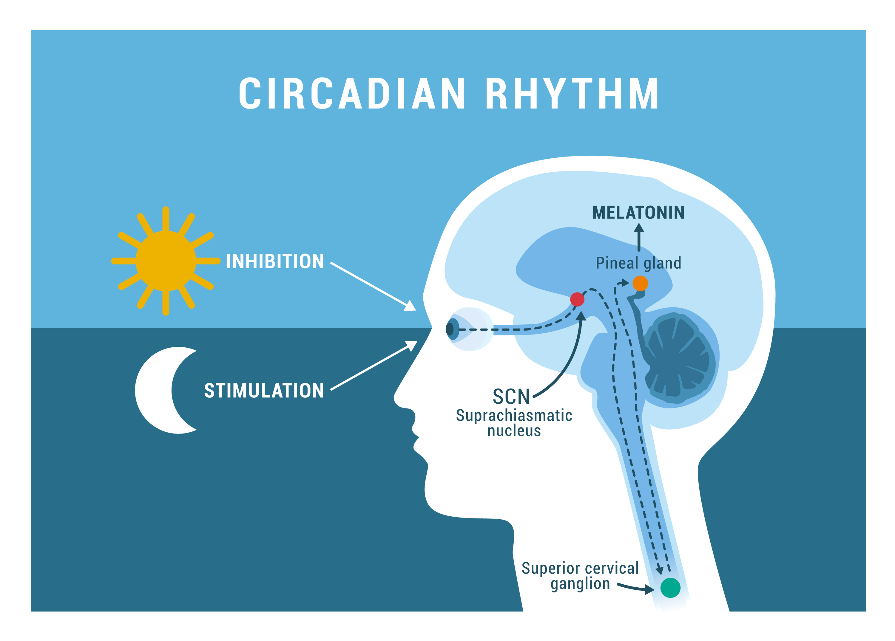 CircadianRythm-melatonin