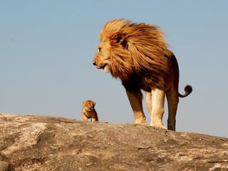 Cub-Lion-Growth-Youth-Rx-2.20.18.jpg