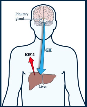 HGH-IGF-1-YOUITH-Rx-2.20.18.jpg