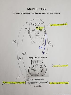 Mans HPT Axis Drawing Youth-Rx