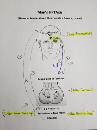 Mans HPT Axis Drawing Youth-Rx