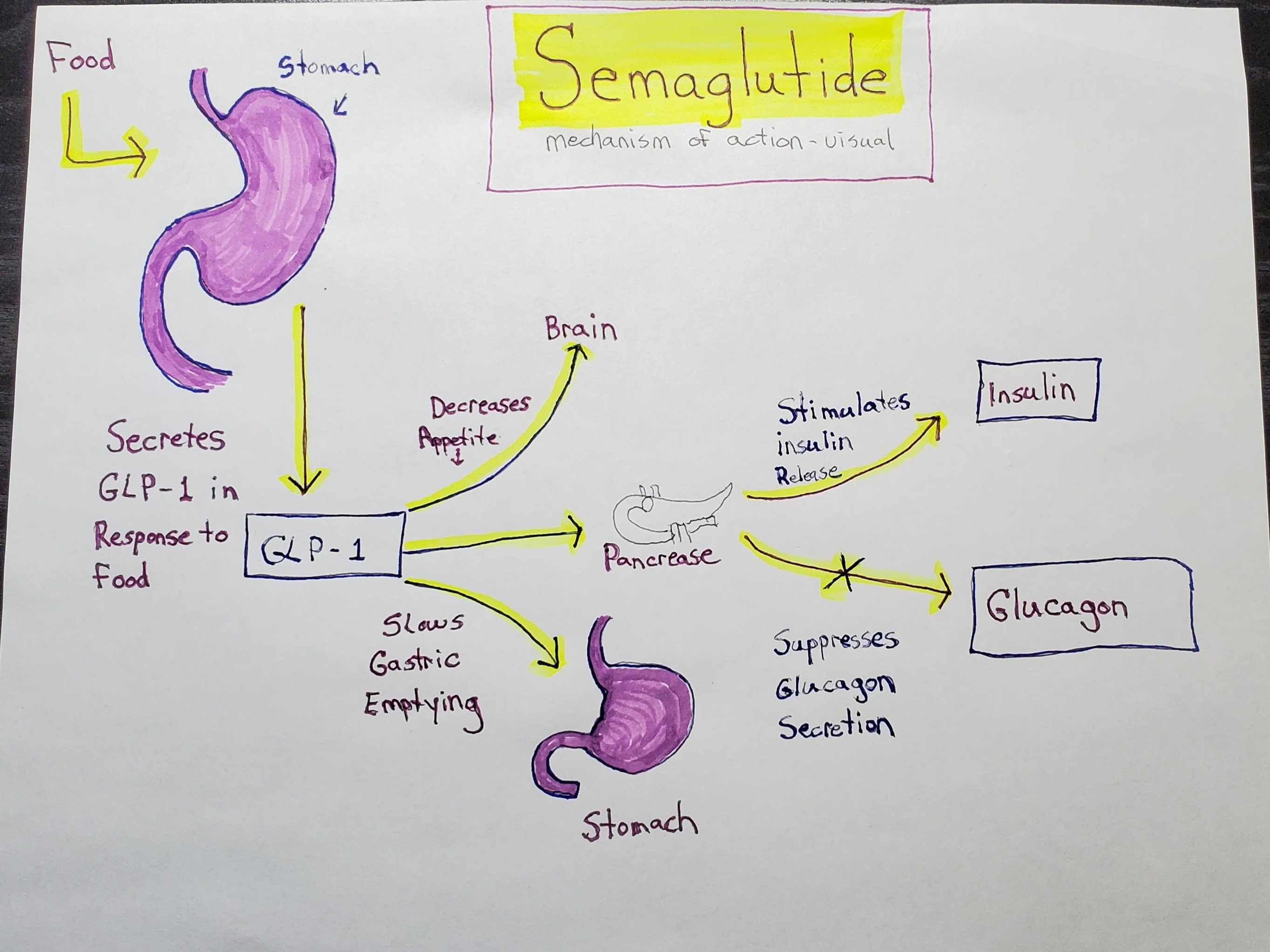 Weight Loss With Semaglutide And How It Works